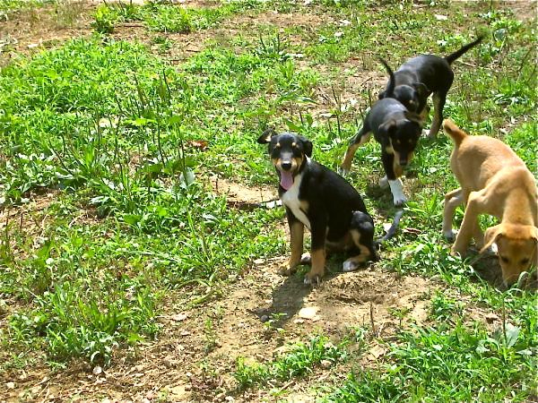 doberman beagle mix puppies